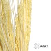 永生花材 | 山茅草黄色 商品缩略图2
