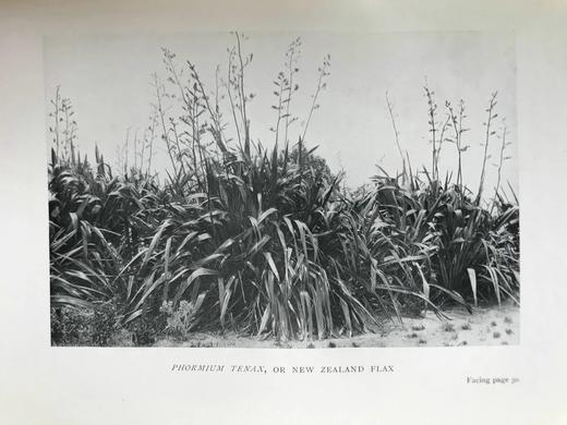 1924年 与毛利人一起的一年：他们的艺术与习俗研究 数十幅插图 漆布精装18开 商品图9