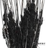 永生花材 | 山茅草黑色 商品缩略图3