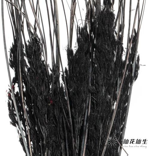 永生花材 | 山茅草黑色 商品图3