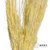 永生花材 | 山茅草黄色 商品缩略图0