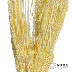 永生花材 | 山茅草黄色