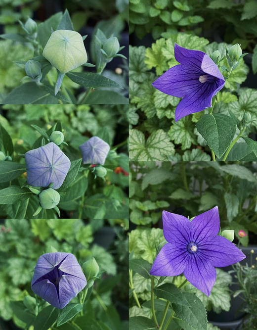 【绿植现货】中华桔梗20（开花机器 新疆可过冬 现货，下单即可到货自提） 商品图7