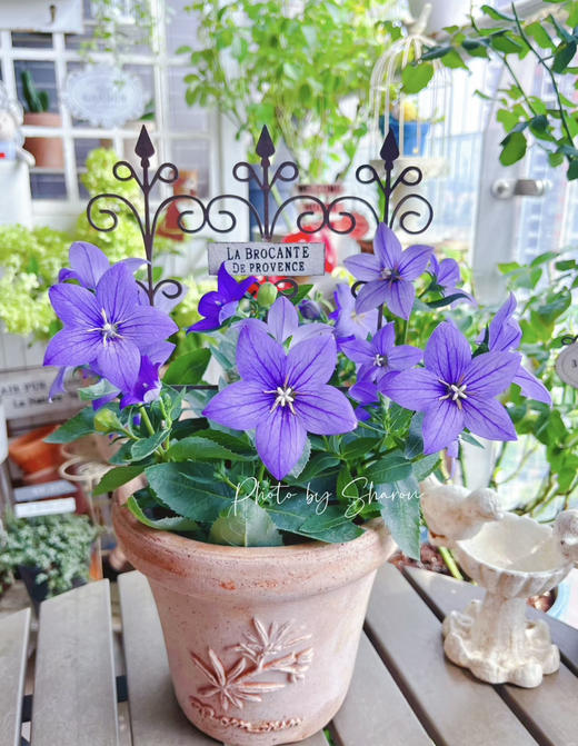 【绿植现货】中华桔梗20（开花机器 新疆可过冬 现货，下单即可到货自提） 商品图4