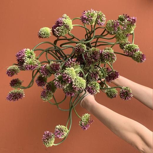 同城甄选国产弯葱花10支 商品图1