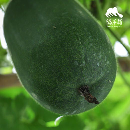 生态小冬瓜 | 绿家自产*ecological gourd | Self-production 商品图2