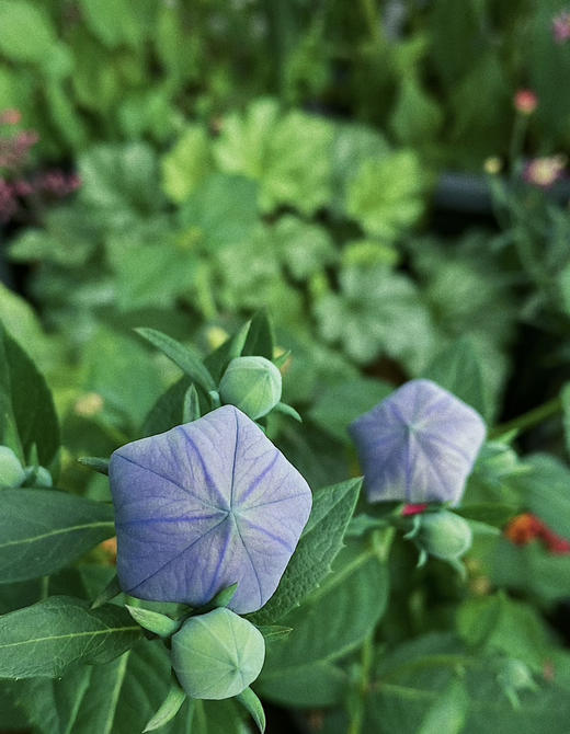 【绿植现货】中华桔梗20（开花机器 新疆可过冬 现货，下单即可到货自提） 商品图8