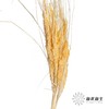 永生花材 | 山茅草香槟 商品缩略图0