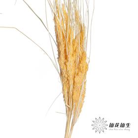 永生花材 | 山茅草香槟