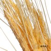 永生花材 | 山茅草香槟 商品缩略图1