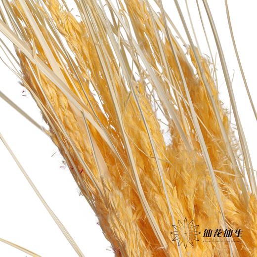 永生花材 | 山茅草香槟 商品图1