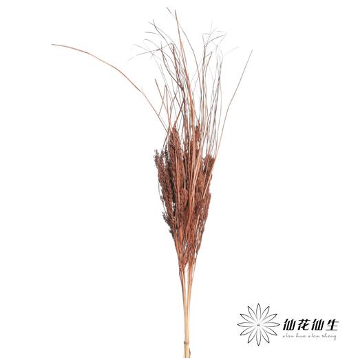永生花材 | 山茅草咖色 商品图2