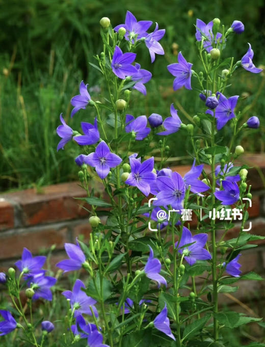 【绿植现货】中华桔梗20（开花机器 新疆可过冬 现货，下单即可到货自提） 商品图1