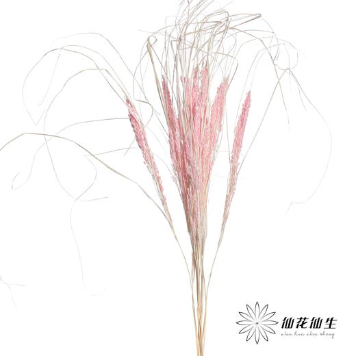 永生花材 | 山茅草深粉 商品图2