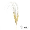 永生花材 | 山茅草黄色 商品缩略图1