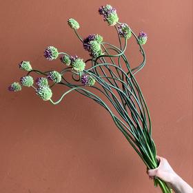 同城甄选国产弯葱花10支