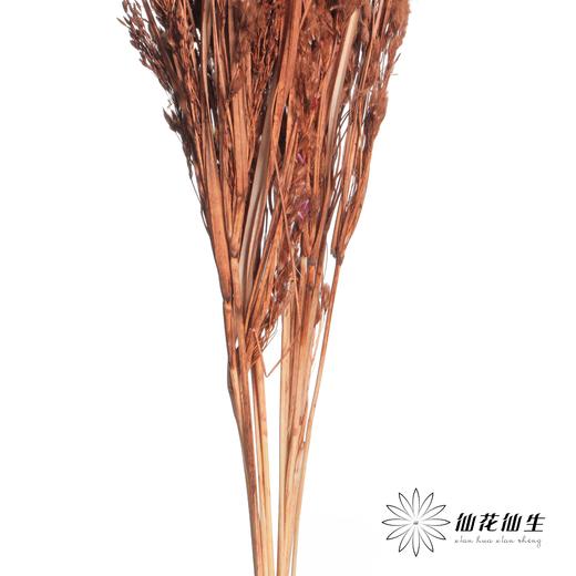 永生花材 | 山茅草咖色 商品图1