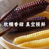 在菌屋 云南西双版纳白糯拇指玉米&紫糯拇指玉米500g/袋 3分甜 7分糯 非转基因老品种 商品缩略图1