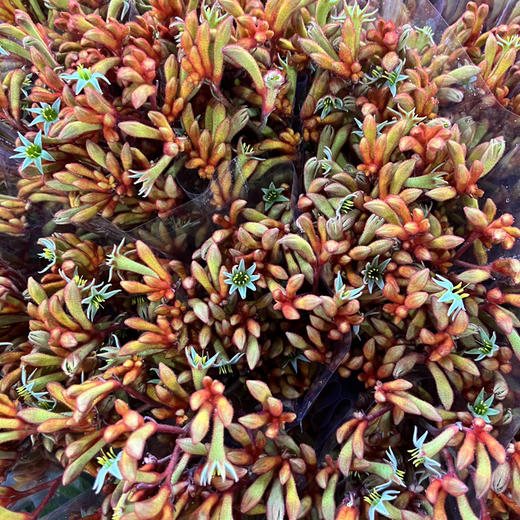 A级袋鼠抓.橙色 商品图1