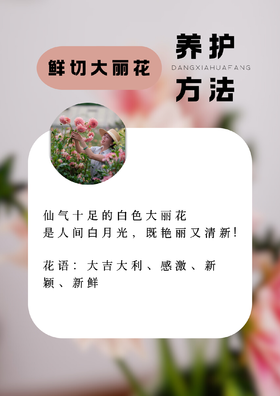 鲜切大丽花的养护方法