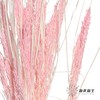 永生花材 | 山茅草深粉 商品缩略图0