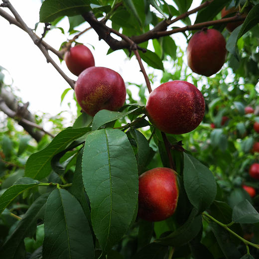 【山东·沂蒙】红皮黄肉油桃新鲜当季现摘水果 商品图1