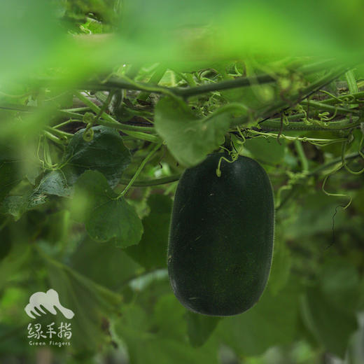 生态小冬瓜 | 绿家自产*ecological gourd | Self-production 商品图1