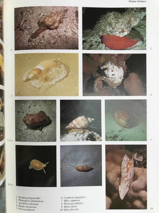 海洋无脊椎动物图解百科全书 约千幅插图 精装大16开 商品图12