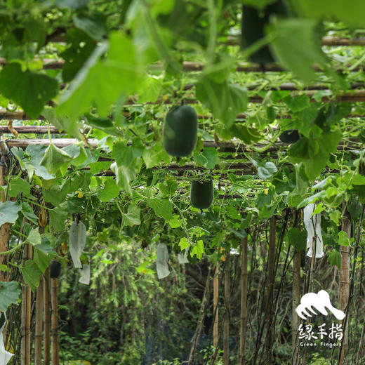 生态小冬瓜 | 绿家自产*ecological gourd | Self-production 商品图3