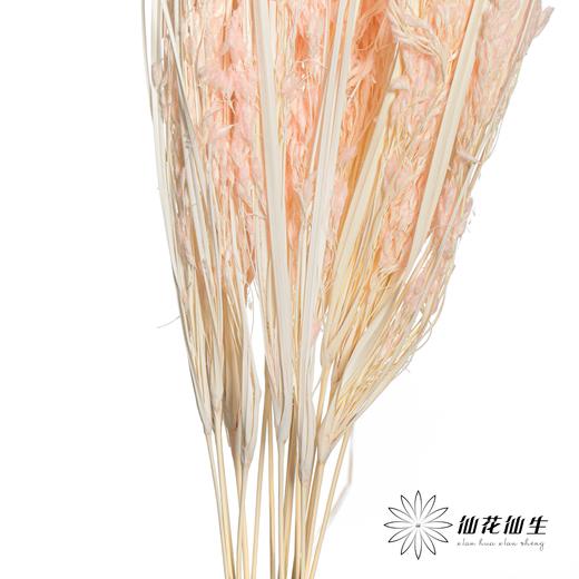 永生花材 | 山茅草浅粉 商品图2
