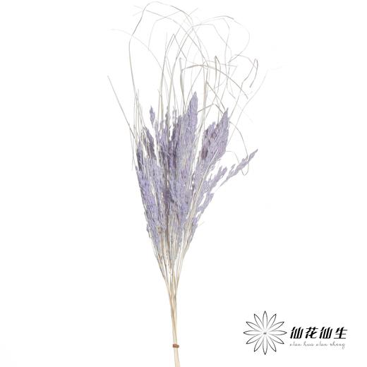 永生花材 | 山茅草浅紫 商品图1