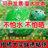 诱蝇球诱粘球大实蝇诱捕球瓜类柑橘果树针蜂实蝇诱虫球诱果实蝇球 商品缩略图4