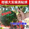 诱蝇球诱粘球大实蝇诱捕球瓜类柑橘果树针蜂实蝇诱虫球诱果实蝇球 商品缩略图3