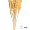 永生花材 | 山茅草香槟 商品缩略图3
