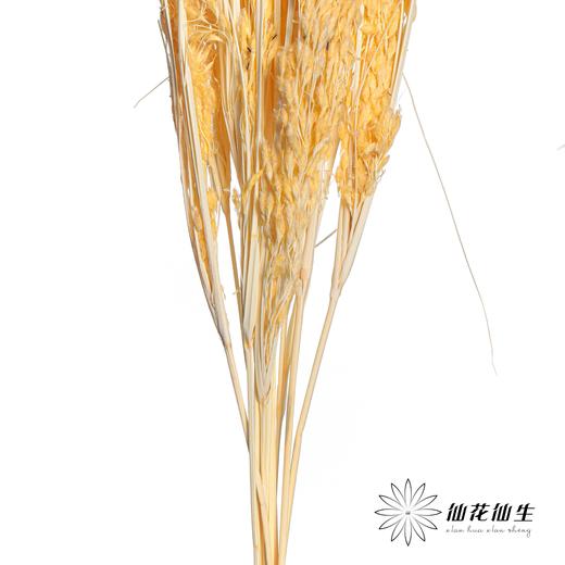 永生花材 | 山茅草香槟 商品图3