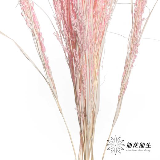 永生花材 | 山茅草深粉 商品图1