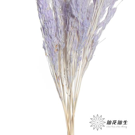 永生花材 | 山茅草浅紫 商品图0