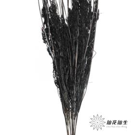 永生花材 | 山茅草黑色