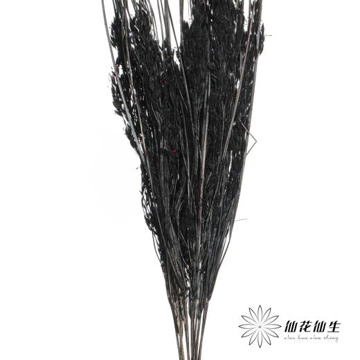 永生花材 | 山茅草黑色 商品图0