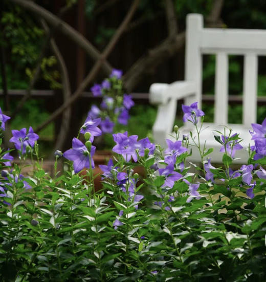 【绿植现货】中华桔梗20（开花机器 新疆可过冬 现货，下单即可到货自提） 商品图11
