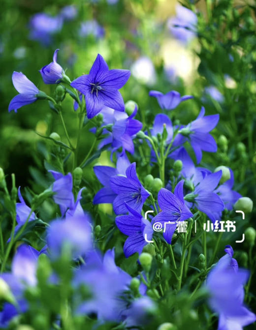 【绿植现货】中华桔梗20（开花机器 新疆可过冬 现货，下单即可到货自提） 商品图2
