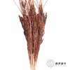 永生花材 | 山茅草咖色 商品缩略图0