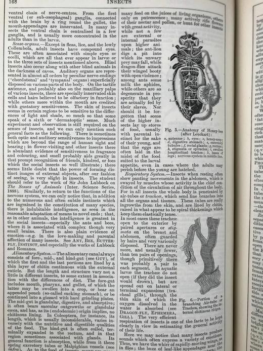 1890年 钱伯斯百科全书（卷6） 约百幅版画插图 真皮精装16开 商品图8