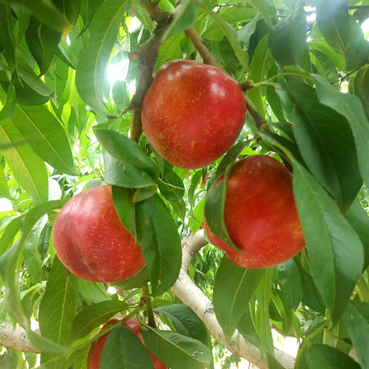 【山东·沂蒙】红皮黄肉油桃新鲜当季现摘水果 商品图3