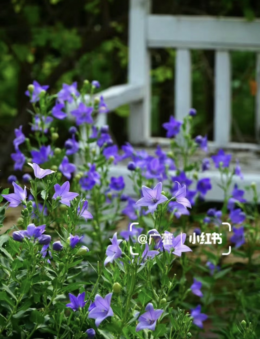 【绿植现货】中华桔梗20（开花机器 新疆可过冬 现货，下单即可到货自提）