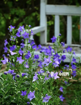 【绿植现货】中华桔梗20（开花机器 新疆可过冬 现货，下单即可到货自提）