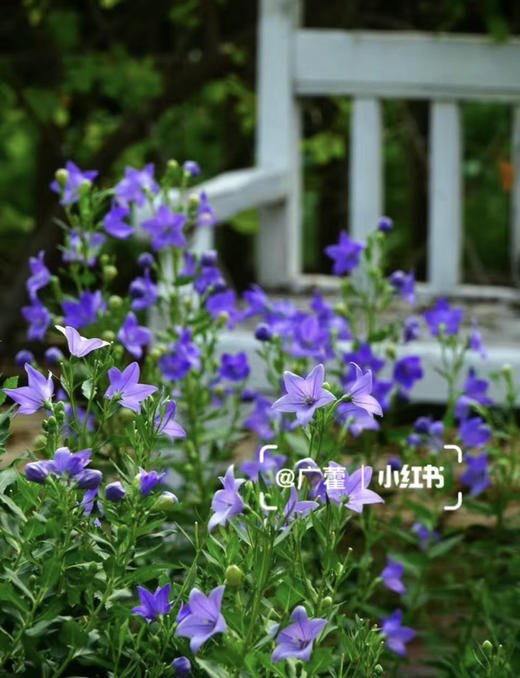 【绿植现货】中华桔梗20（开花机器 新疆可过冬 现货，下单即可到货自提） 商品图0