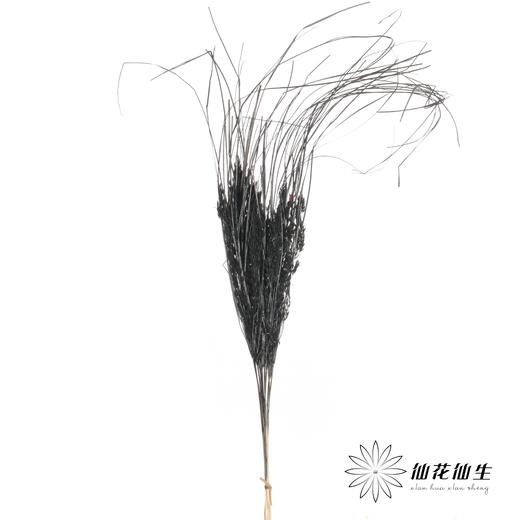永生花材 | 山茅草黑色 商品图2