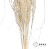 永生花材 | 山茅草白色 商品缩略图1