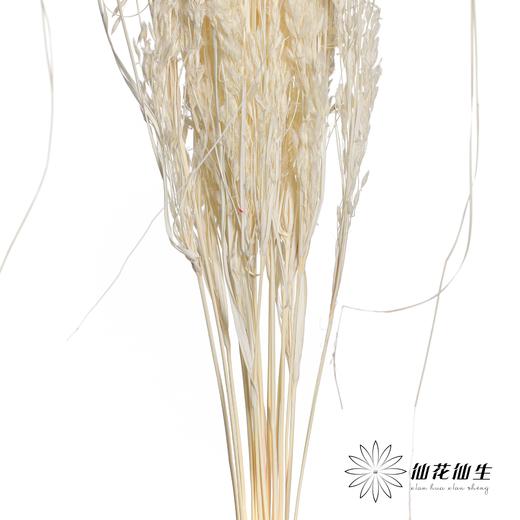 永生花材 | 山茅草白色 商品图1
